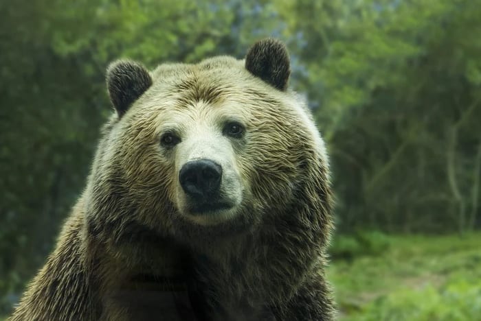 Definition & Meaning of Brown bear