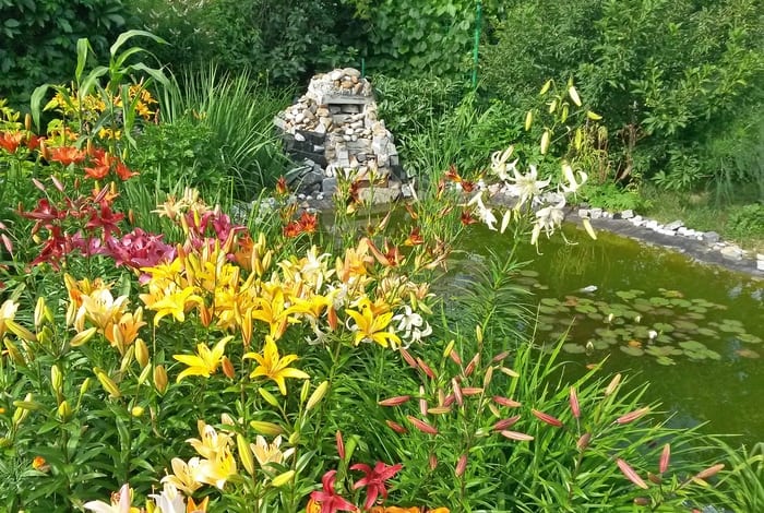 Lily Garden