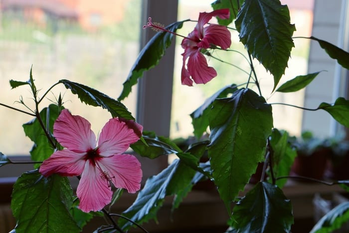 Hibiscus in Containers