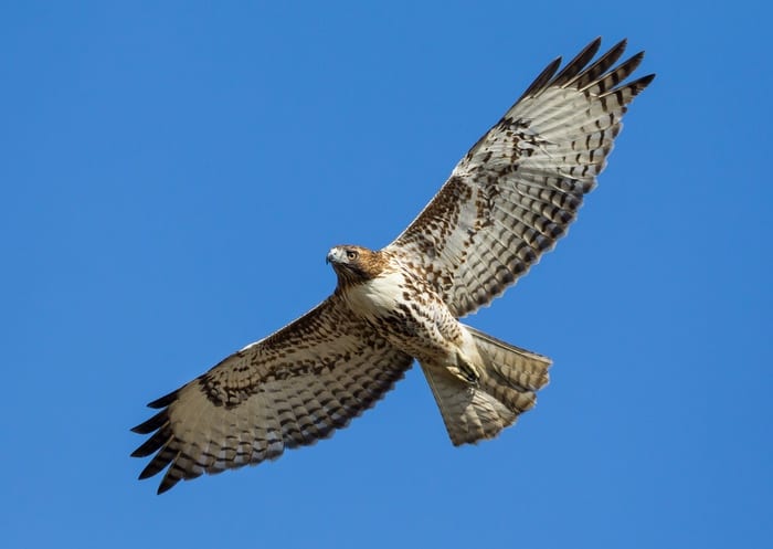 Hawk in Flight