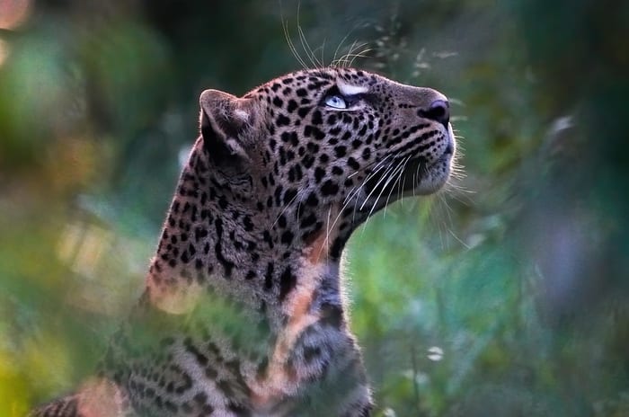 Leopard Spirit Animal