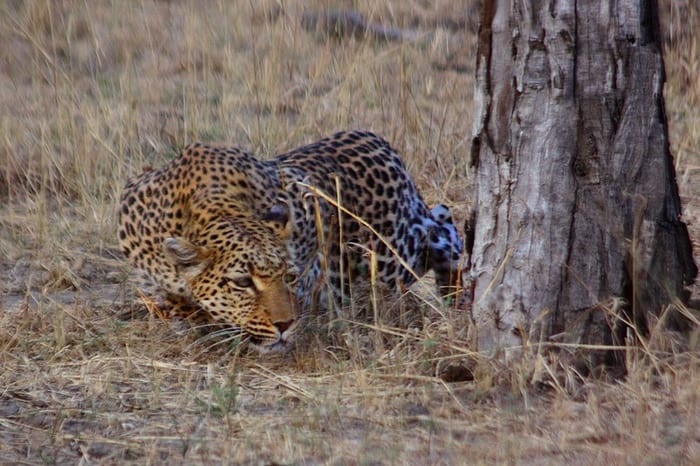 Leopard Stalking