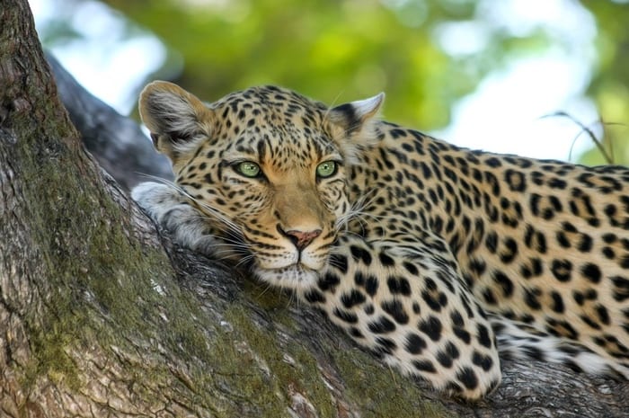 Leopard wit Green Eyes