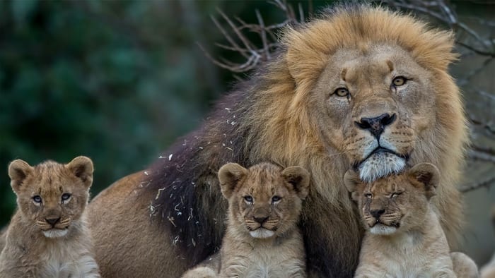 Lion with Three Cubs