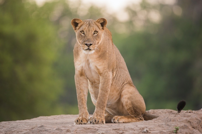 Lioness