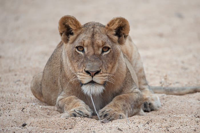 Lioness