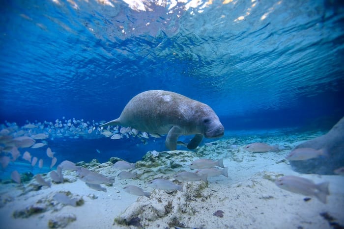 Manatee in the Ocean