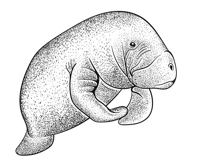 Manatee Tattoo
