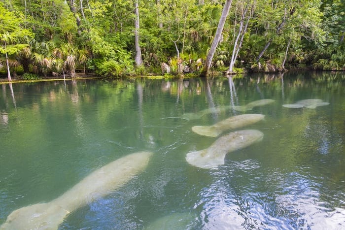 Manatees Underwater