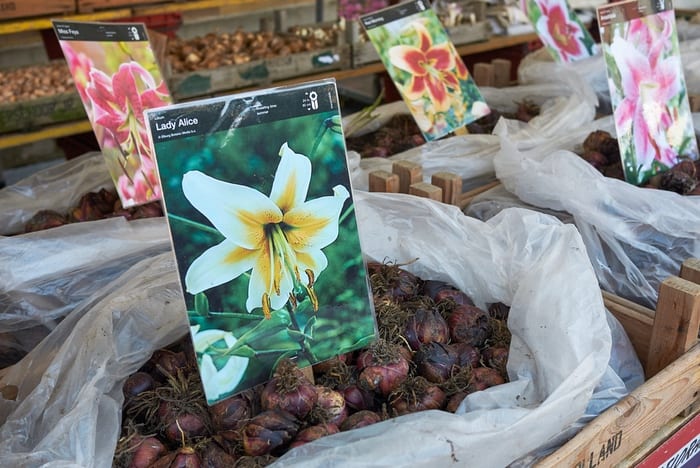 Lily Bulb Varieties