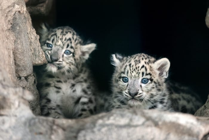 Snow Leopard Cubs