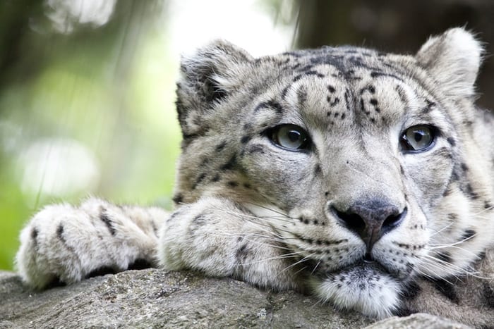 Snow Leopard Face