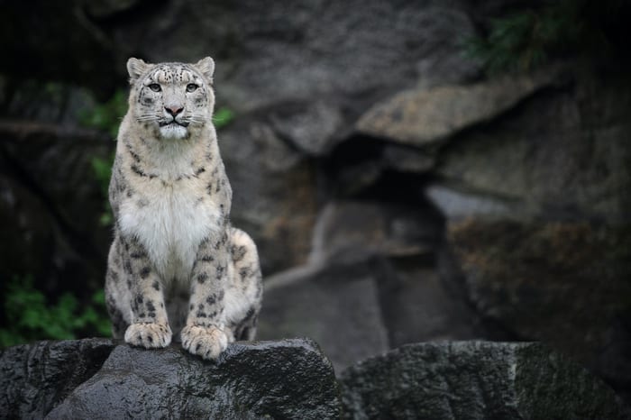 Snow Leopard