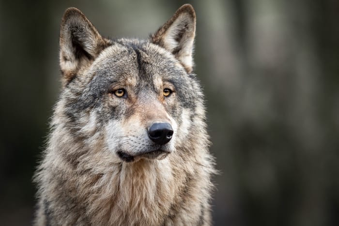 Wolf Symbolism, Wolf Meaning & the Wolf Spirit Animal | UniGuide