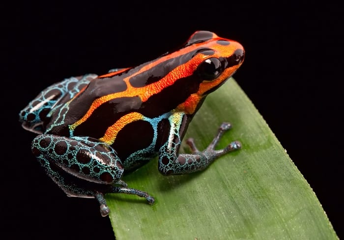 Poison Dart Frog