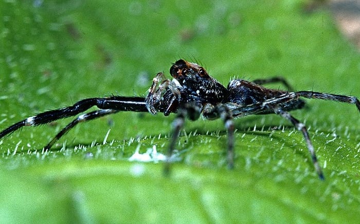 Black Headed Jumping Spider