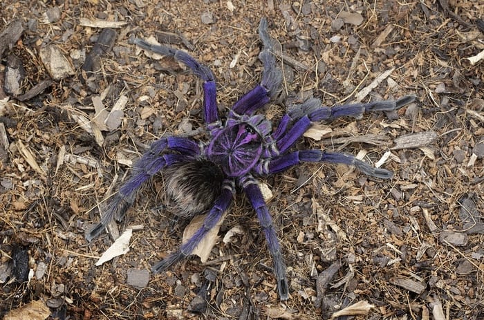 Purple Spider