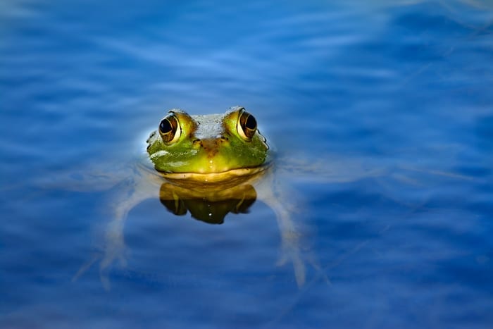Frog in Blue Pool of Water