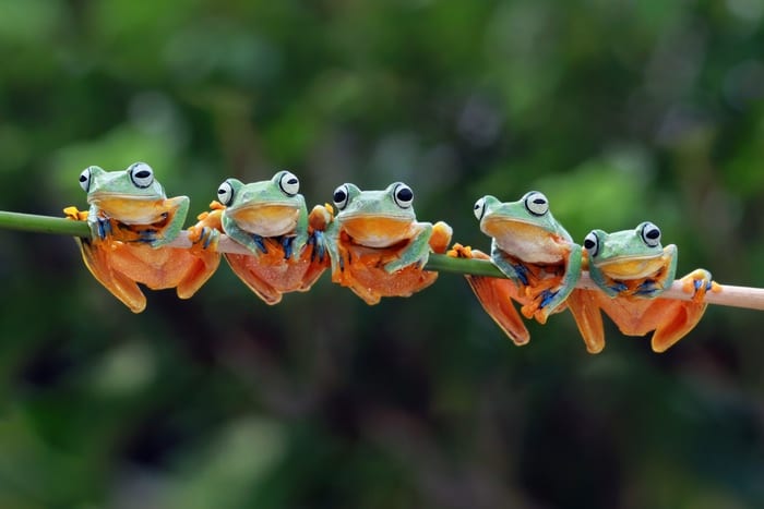 Frogs on a Branch