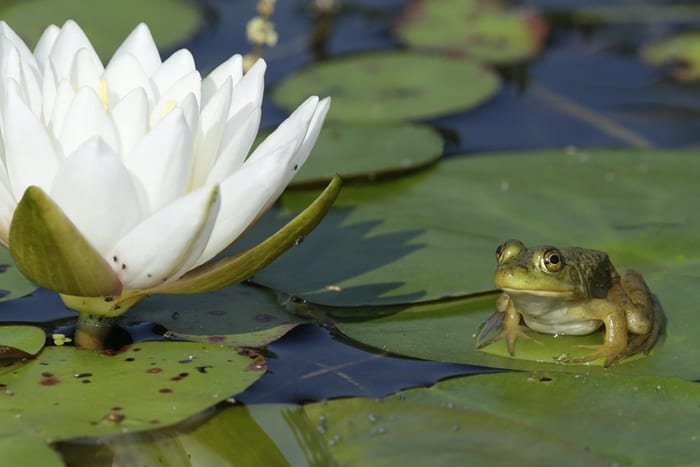 Frog and Lily or Lotus