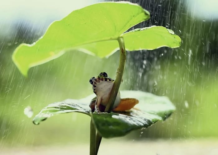 Frog in Rain Under Leaf