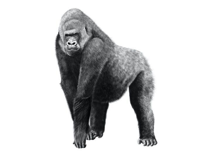Gorilla Symbolism & Meaning & the Gorilla Spirit Animal UniGuide