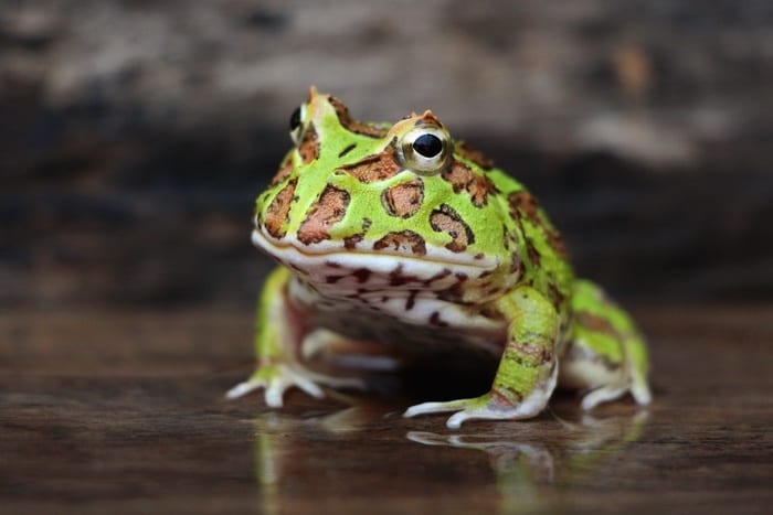 Green and Brown Frog
