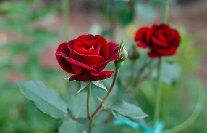 Rose Blossoms