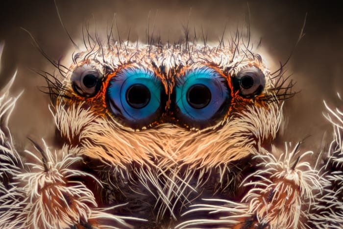 Spider's Eyes