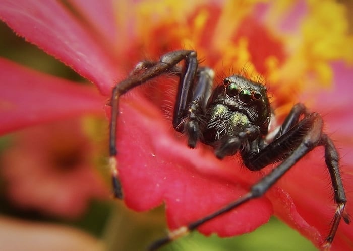 Tarantula on Red Flower