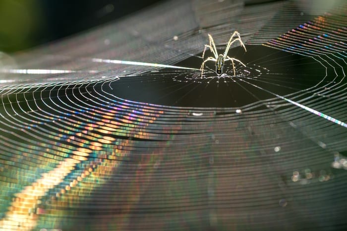 Spider's Web