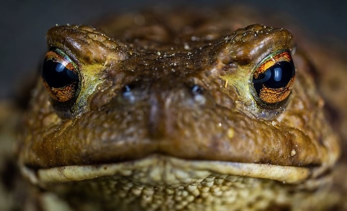 Toad Face Close Up