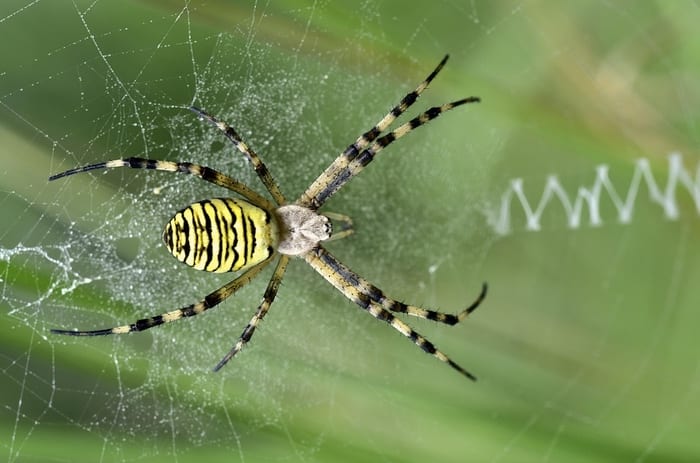 Yellow wasp spider