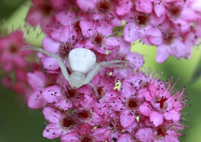 White Crab Spider