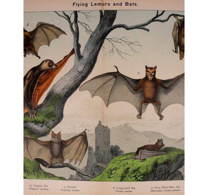 Bat Symbolism and Meaning and the Bat Spirit Animal UniGuide