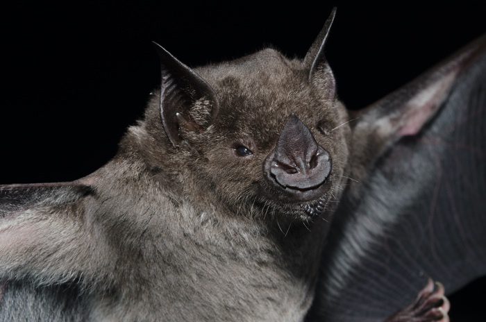 Bat Face Closeup