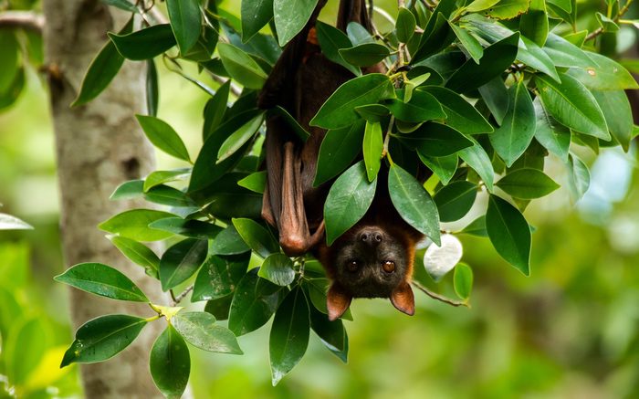 Bat Hanging from Tree