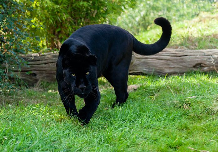 Black Jaguar