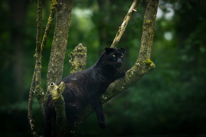 Black Jaguar in a Tree