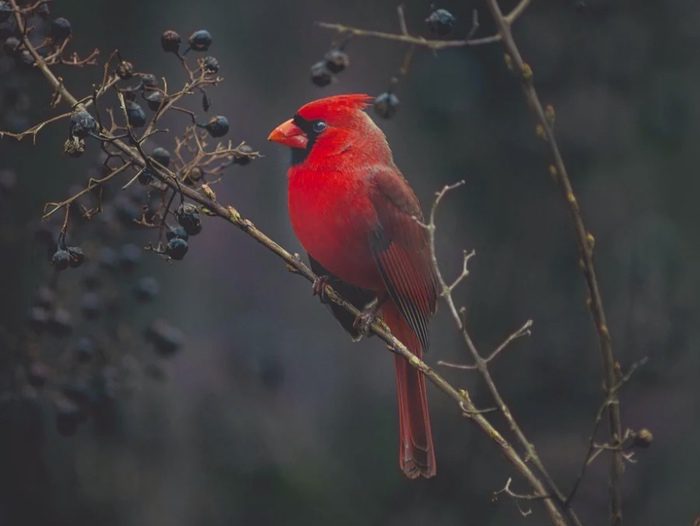 Cardinal Meanings and Symbolism