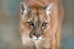 Cougar with Golden-Green Eyes