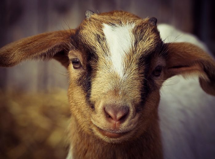 What does goat mean. Смотреть фото What does goat mean. Смотреть картинку What does goat mean. Картинка про What does goat mean. Фото What does goat mean