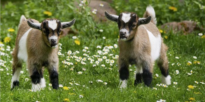 What does goat mean. Смотреть фото What does goat mean. Смотреть картинку What does goat mean. Картинка про What does goat mean. Фото What does goat mean