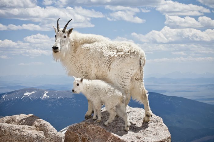 Goat Meaning, Symbolism & Spirit Animal [+ Mountain Goat]