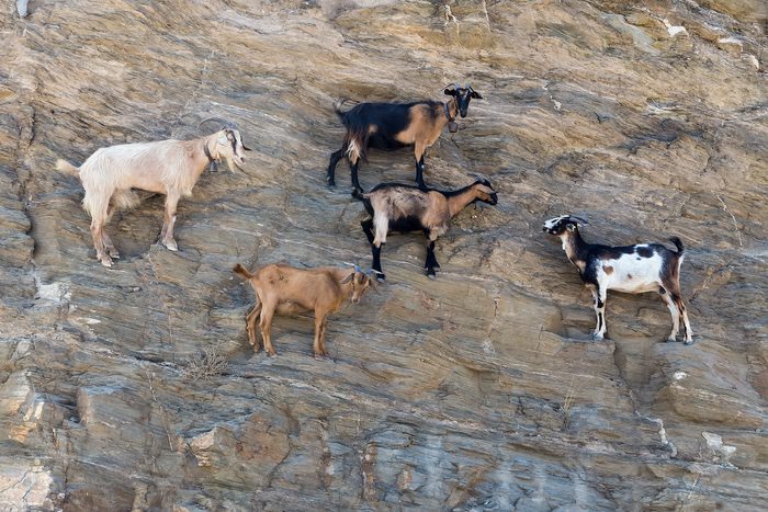 What does goat mean. Смотреть фото What does goat mean. Смотреть картинку What does goat mean. Картинка про What does goat mean. Фото What does goat mean