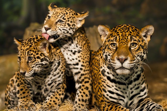 Jaguar and Cubs