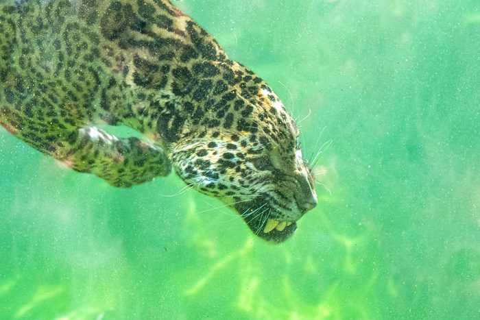 Jaguar Underwater