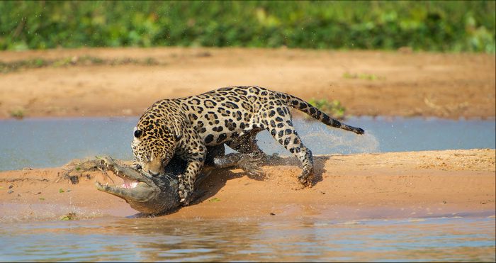 Jaguar Hunting Caiman