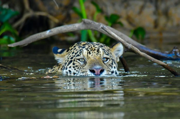 Jaguar in Water