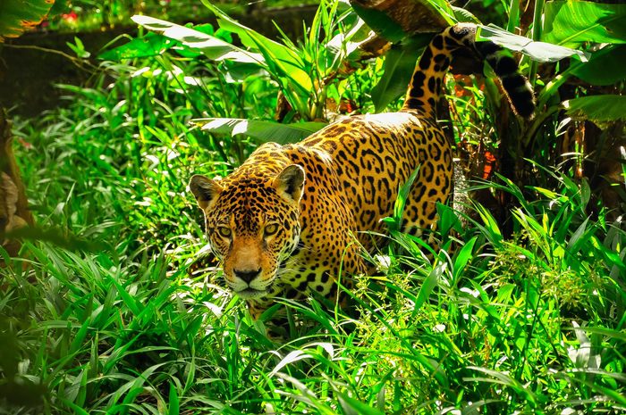 Jaguar in the Jungle